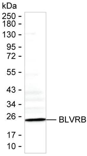 BLVRB Mouse Monoclonal Antibody - Size: 50µl