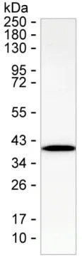 COQ9 Mouse Monoclonal Antibody - Size: 50µl