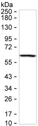 KRT4 Mouse Monoclonal Antibody - Size: 50µl