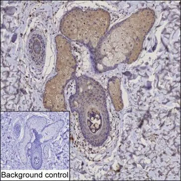 FGF5 Mouse Monoclonal Antibody - Size: 100µl