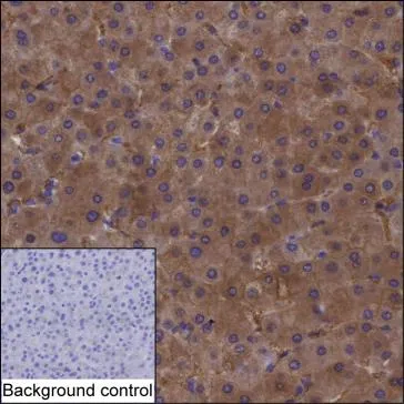 UGDH Mouse Monoclonal Antibody - Size: 100µl