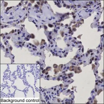 FAM13A Mouse Monoclonal Antibody - Size: 100µl