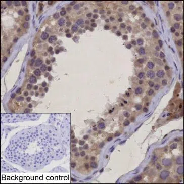H2AP Mouse Monoclonal Antibody - Size: 50µl