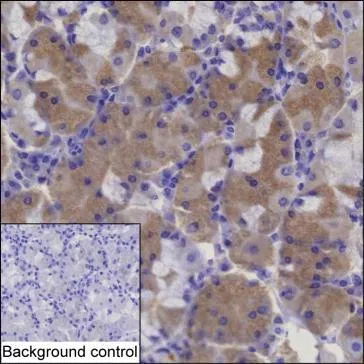 RGL2 Mouse Monoclonal Antibody - Size: 100µl