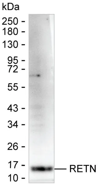 RETN Mouse Monoclonal Antibody - Size: 50µl
