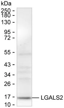 LGALS2 Mouse Monoclonal Antibody - Size: 100µl