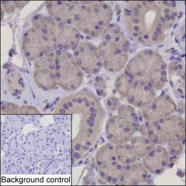 HARS1 Mouse Monoclonal Antibody - Size: 100µl