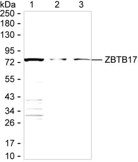 ZBTB17 Mouse Monoclonal Antibody - Size: 100µl