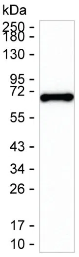 IL23 Mouse Monoclonal Antibody - Size: 100µl