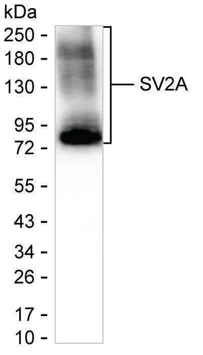 SV2A Mouse Monoclonal Antibody - Size: 100µl