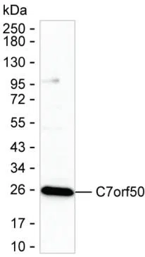 C7orf50 Mouse Monoclonal Antibody - Size: 100µl