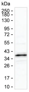 NDUFAF1 Mouse Monoclonal Antibody - Size: 50µl