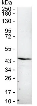 ITGB1BP2 Mouse Monoclonal Antibody - Size: 100µl