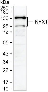 NFX1 Mouse Monoclonal Antibody - Size: 50µl