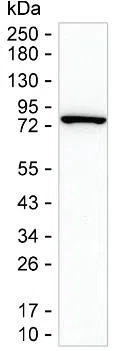 PRKCB Mouse Monoclonal Antibody - Size: 50µl