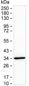 PTGES2 Mouse Monoclonal Antibody - Size: 50µl