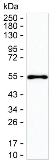 IL21 Mouse Monoclonal Antibody - Size: 100µl