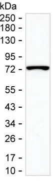SPDL1 Mouse Monoclonal Antibody - Size: 100µl