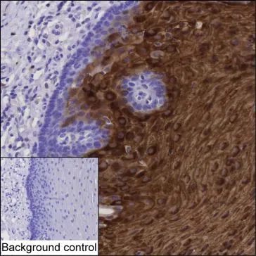 CRNN Mouse Monoclonal Antibody - Size: 50µl