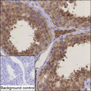 MAP4K5 Mouse Monoclonal Antibody - Size: 100µl