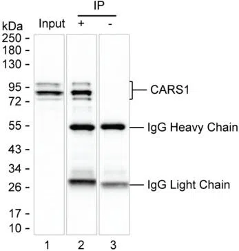 CARS1 Mouse Monoclonal Antibody - Size: 50µl