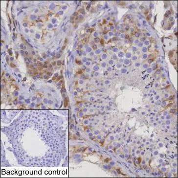 TCL1B Mouse Monoclonal Antibody - Size: 100µl