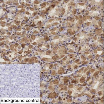 ALDH3A1 Mouse Monoclonal Antibody - Size: 100µl