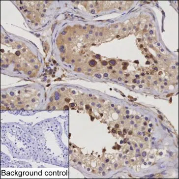 RNF133 Mouse Monoclonal Antibody - Size: 50µl