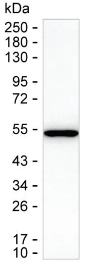 TXNDC5 Mouse Monoclonal Antibody - Size: 100µl