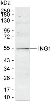 ING1 Mouse Monoclonal Antibody - Size: 100µl