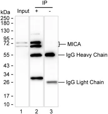 MICA Mouse Monoclonal Antibody - Size: 50µl