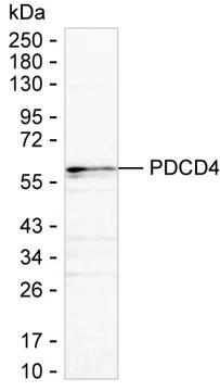 PDCD4 Mouse Monoclonal Antibody - Size: 100µl