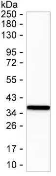 ANXA3 Mouse Monoclonal Antibody - Size: 100µl