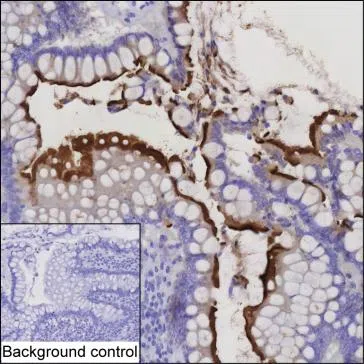 CDHR5 Mouse Monoclonal Antibody - Size: 50µl
