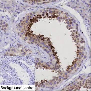 HMOX2 Mouse Monoclonal Antibody - Size: 100µl