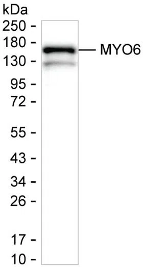MYO6 Mouse Monoclonal Antibody - Size: 100µl