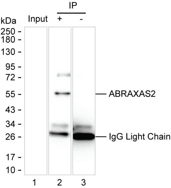 ABRAXAS2 Mouse Monoclonal Antibody - Size: 100µl