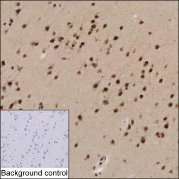 FOXJ3 Mouse Monoclonal Antibody - Size: 100µl