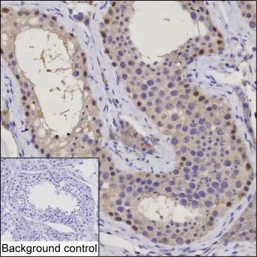 OBI1 Mouse Monoclonal Antibody - Size: 100µl