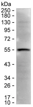 TRIM34 Mouse Monoclonal Antibody - Size: 50µl