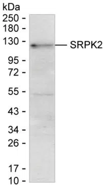 SRPK2 Mouse Monoclonal Antibody - Size: 50µl