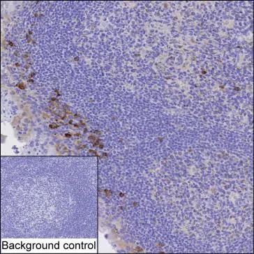 GIMAP8 Mouse Monoclonal Antibody - Size: 50µl