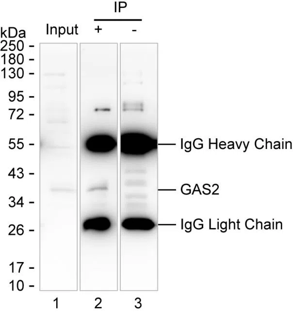 GAS2 Mouse Monoclonal Antibody - Size: 50µl