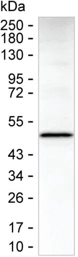 VEGFC Mouse Monoclonal Antibody - Size: 100µl