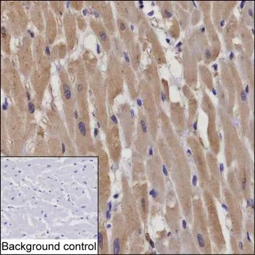 RNF207 Mouse Monoclonal Antibody - Size: 100µl