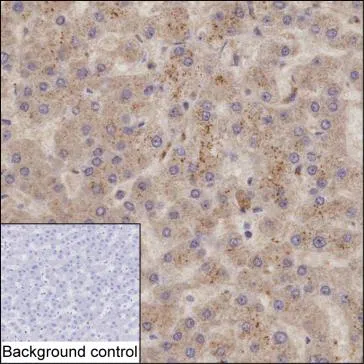 NEDD4 Mouse Monoclonal Antibody - Size: 100µl