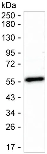 NUCB2 Mouse Monoclonal Antibody - Size: 100µl