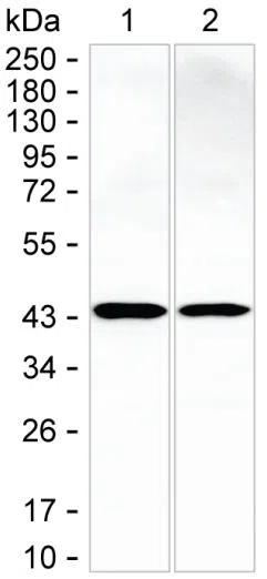 CAPG Mouse Monoclonal Antibody - Size: 100µl