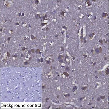 SEMA6C Mouse Monoclonal Antibody - Size: 100µl