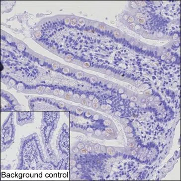 CCL15 Mouse Monoclonal Antibody - Size: 100µl